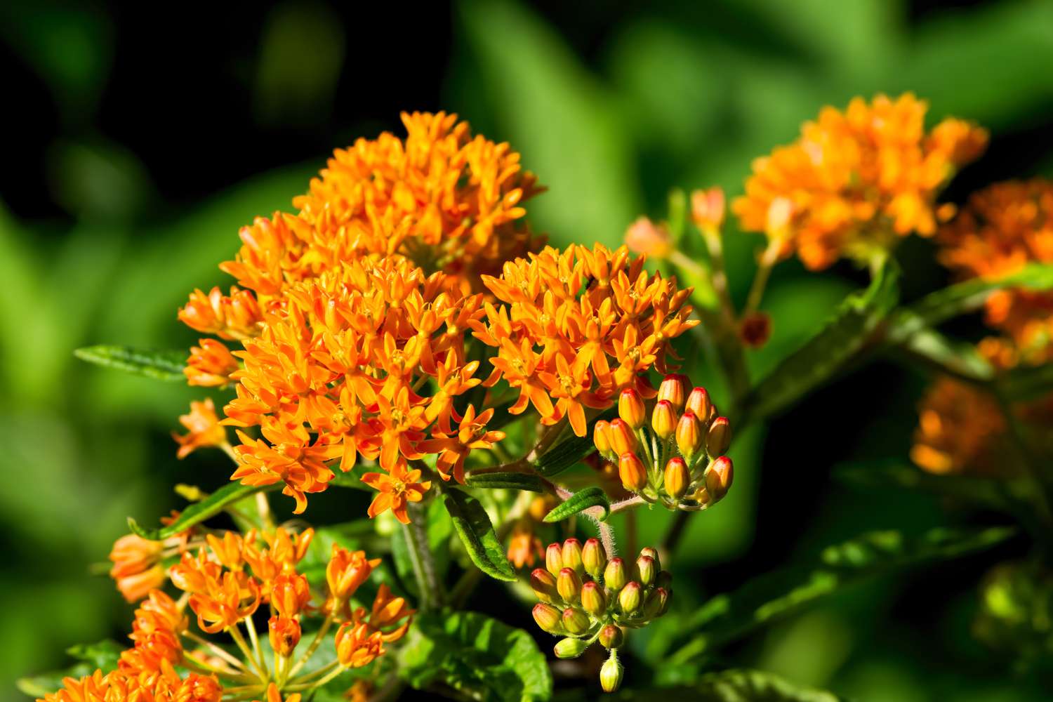 Orange butterfly weed flowers in bloom, close-up view