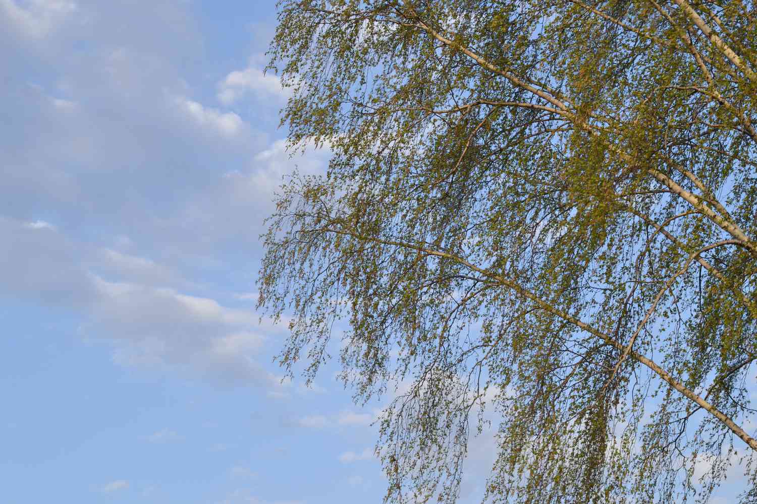 Branches of a birch tree