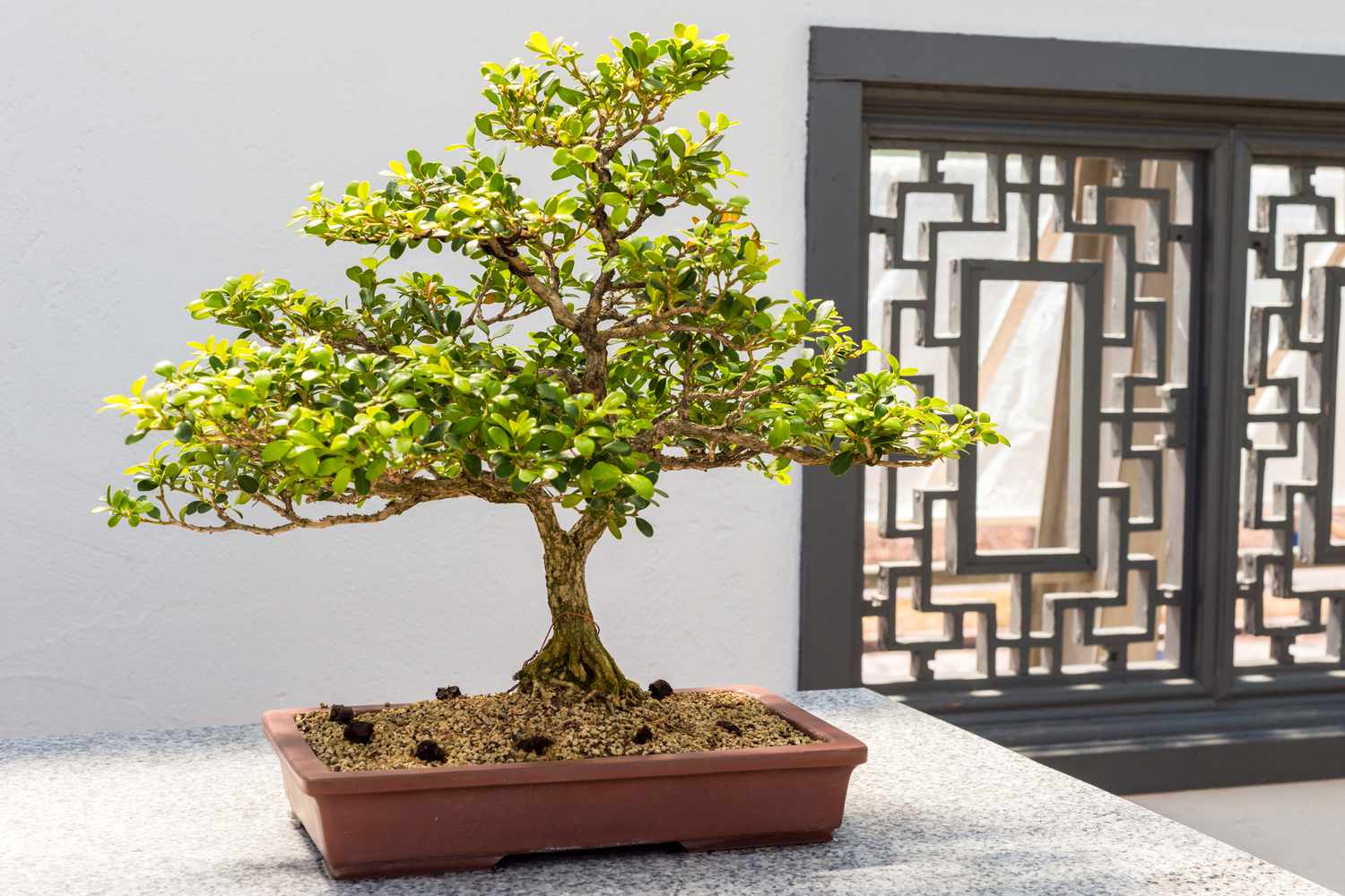 Boxwood Bonsai