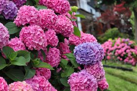 Closeup of hydrangea flowers in a garden with houses in the background
