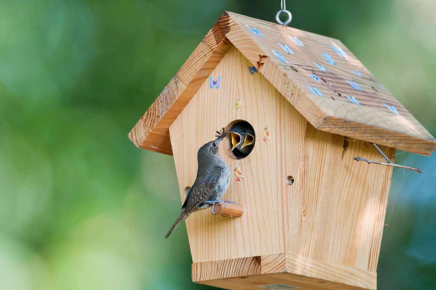 Birds in bird house 