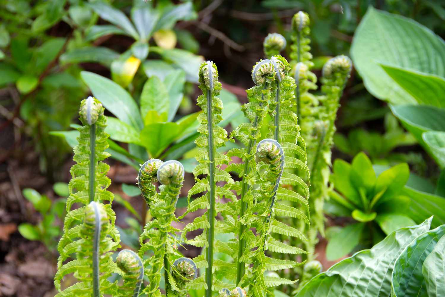 Curled up Ostrich ferns in soft sunlight in springtime.