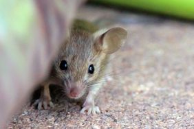 A closeup of a small mouse peering out from behind an object standing on a textured surface