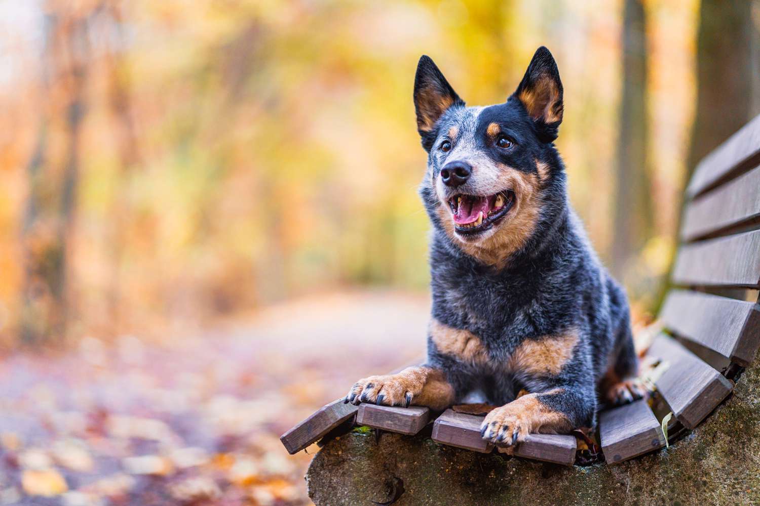 australian cattle dog on bench