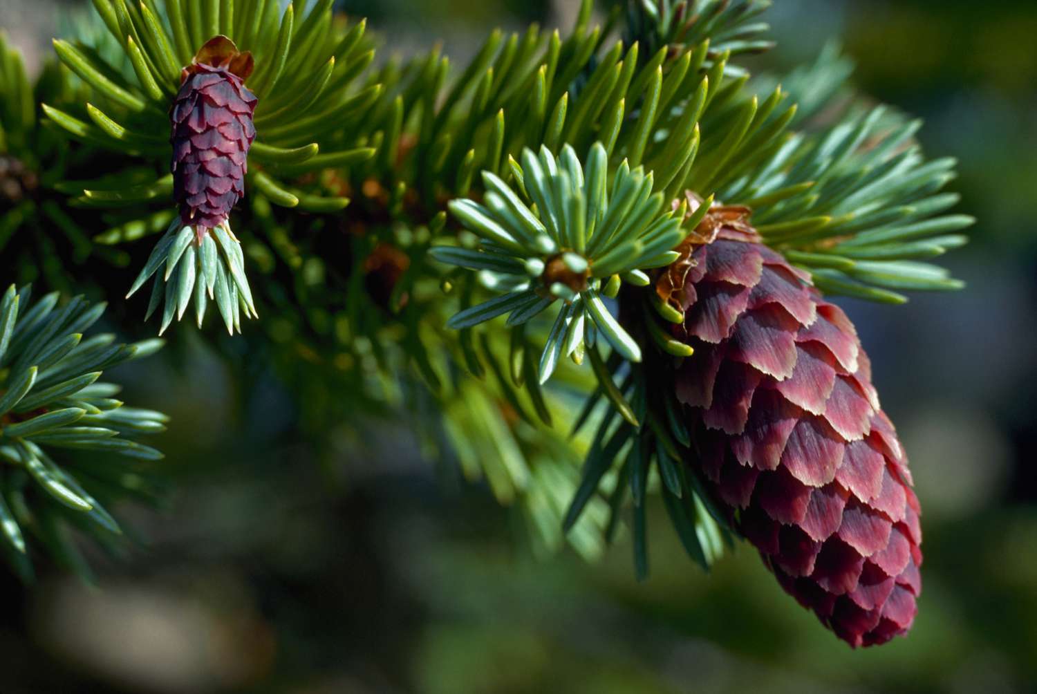 Reddish cones on a branch of sitka spruce