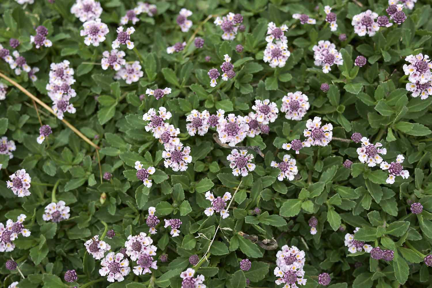 Phyla nodiflora in bloom