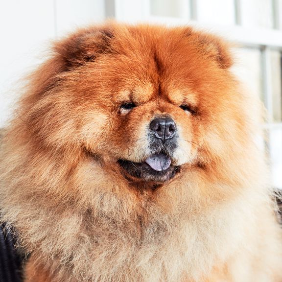 chow chow dog