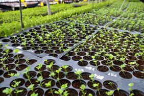 seedlings in a nursery