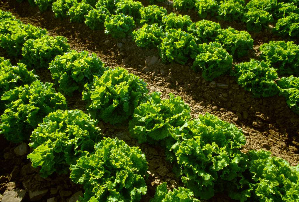 Leaf Lettuce