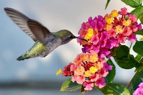 Hummingbird feeding from a cluster of small vibrant flowers, wings in motion
