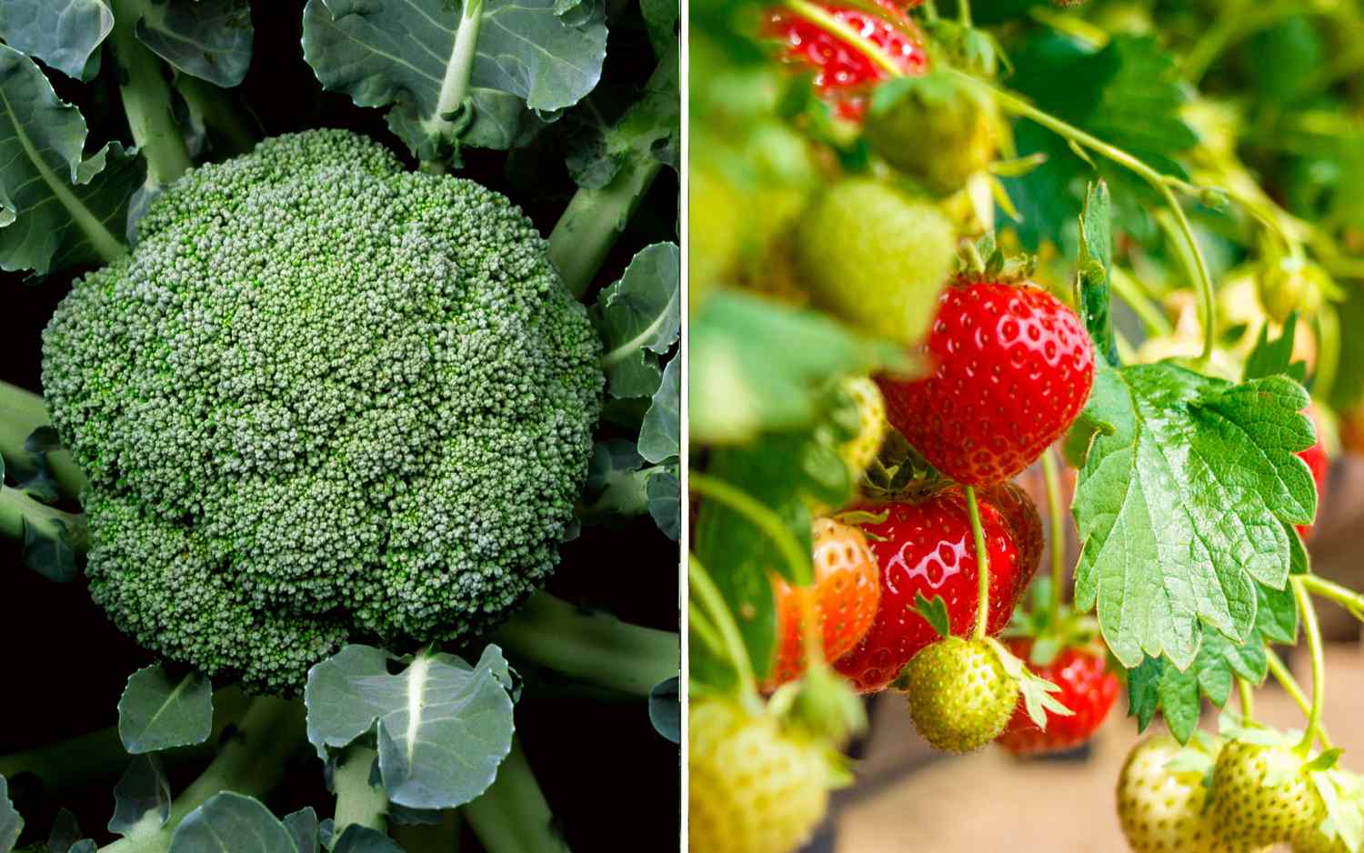 Broccoli and strawberries