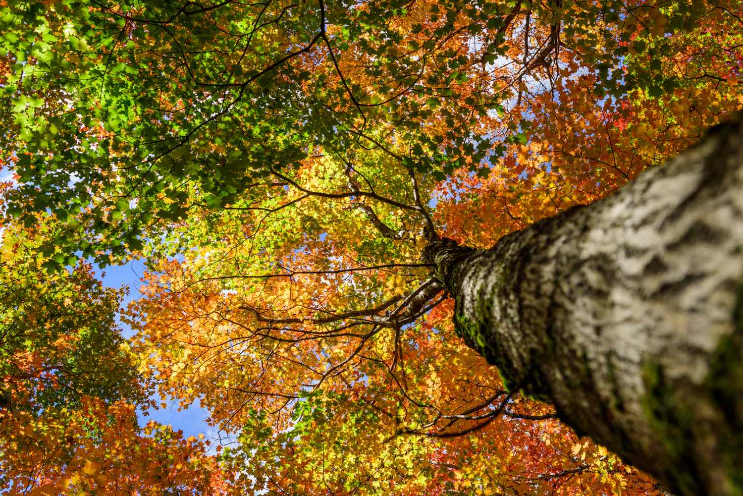 Different colors of a Silver maple tree during autumn