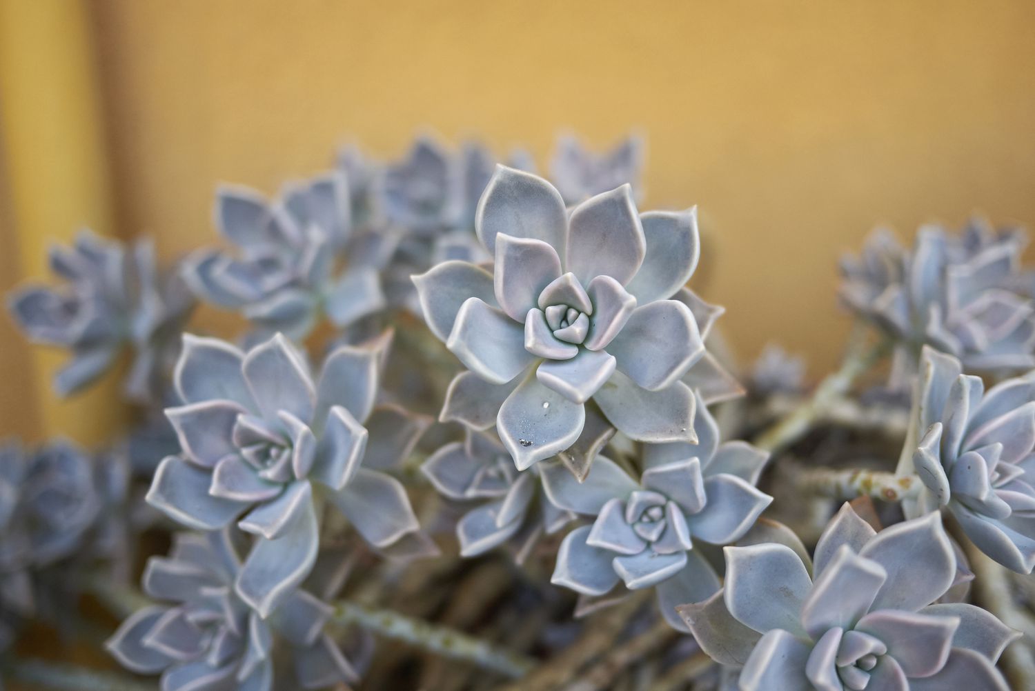 Ghost Plant (Graptopetalum paraguayense) 
