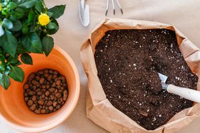 A bag of potting soil with a trowel a potted plant and small clay pellets on a table