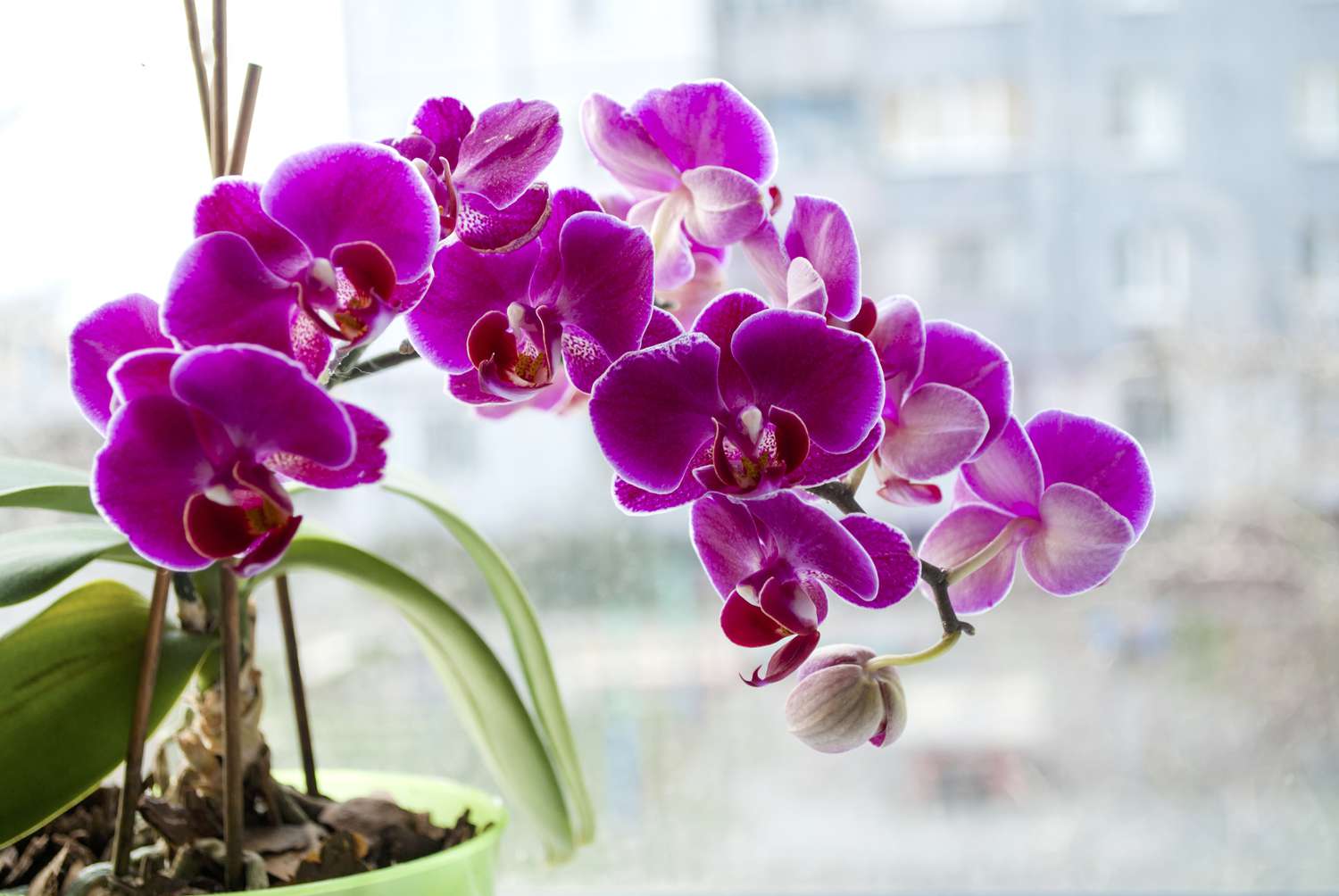 Violet blooming orchid near a window