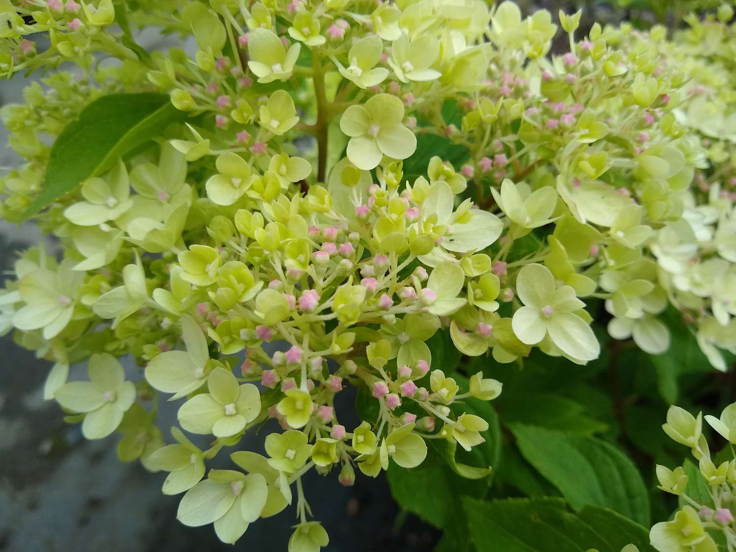 Pale green and white flowers with pink buds of Paniculate Hydrangea 'Little Lime'