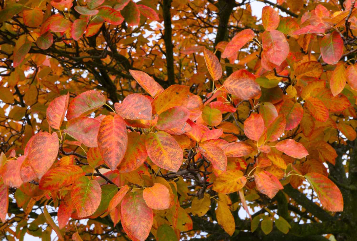 autumn brilliance
