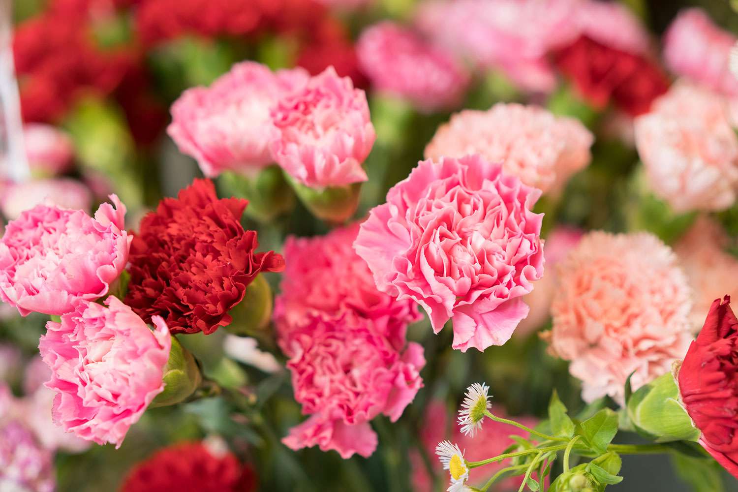 Pink and red carnations