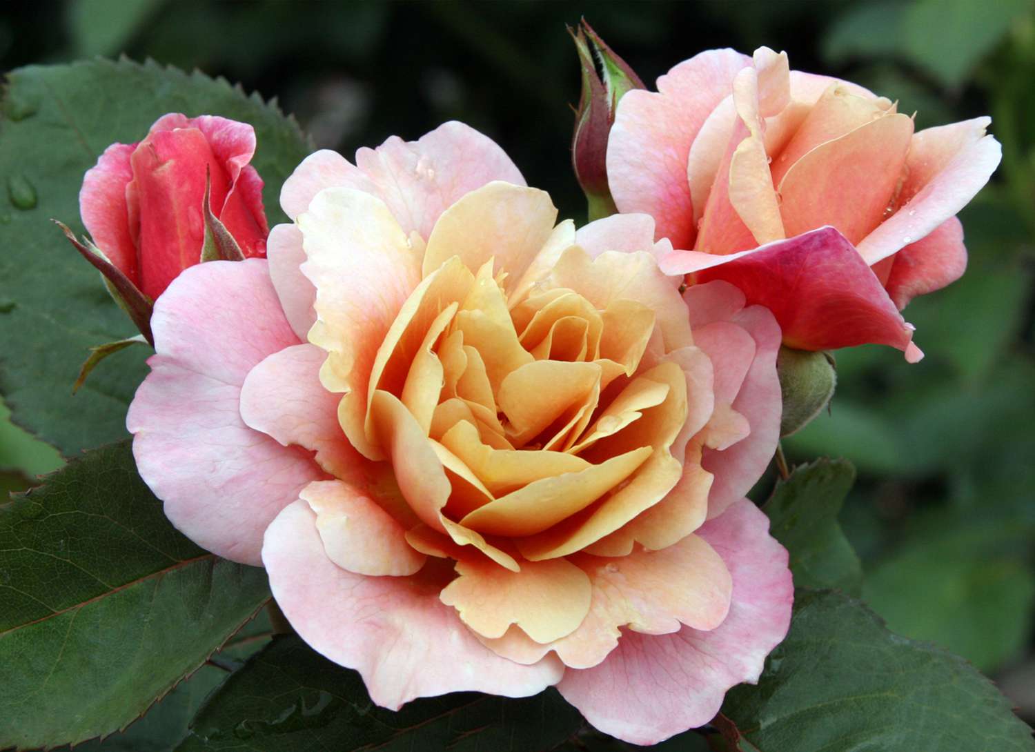 drum roses blooming in a garden