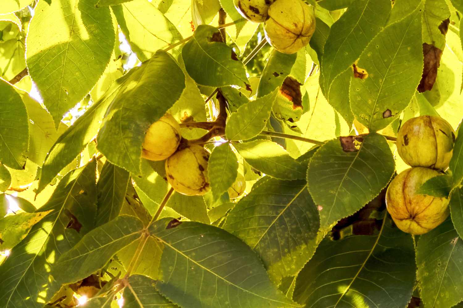 A branch of a shagbark hickory tree with leaves and nuts