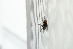 A housefly on a striped fabric surface