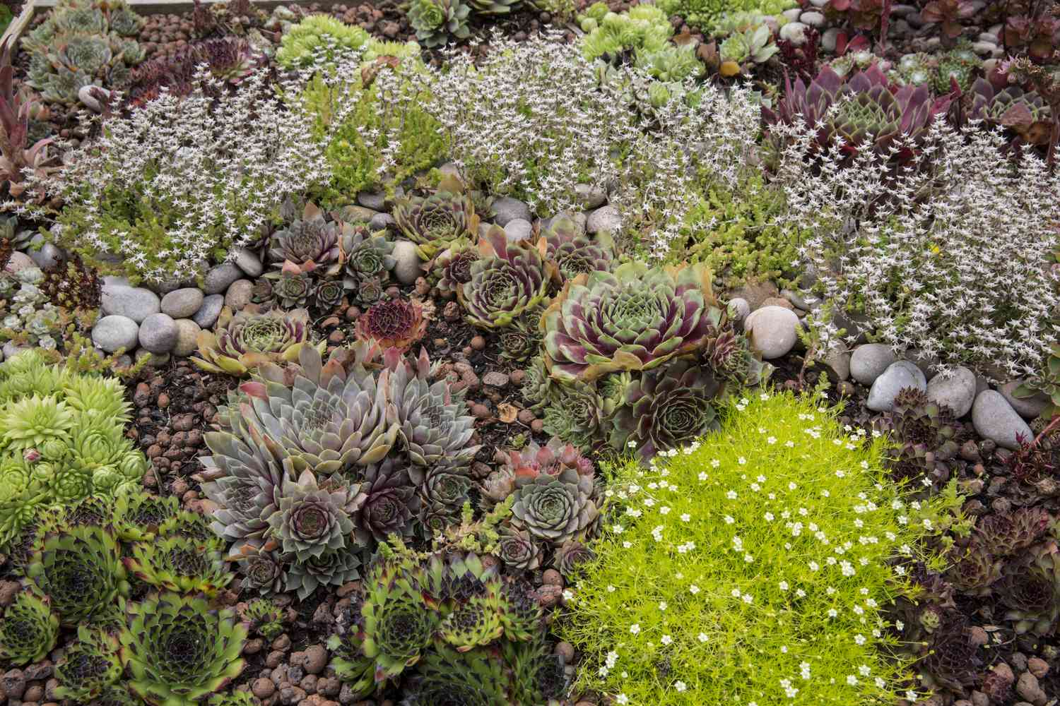 High angle view of flower bed with selection of succulent plants in a garden.