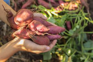 sweet potatoes in garden