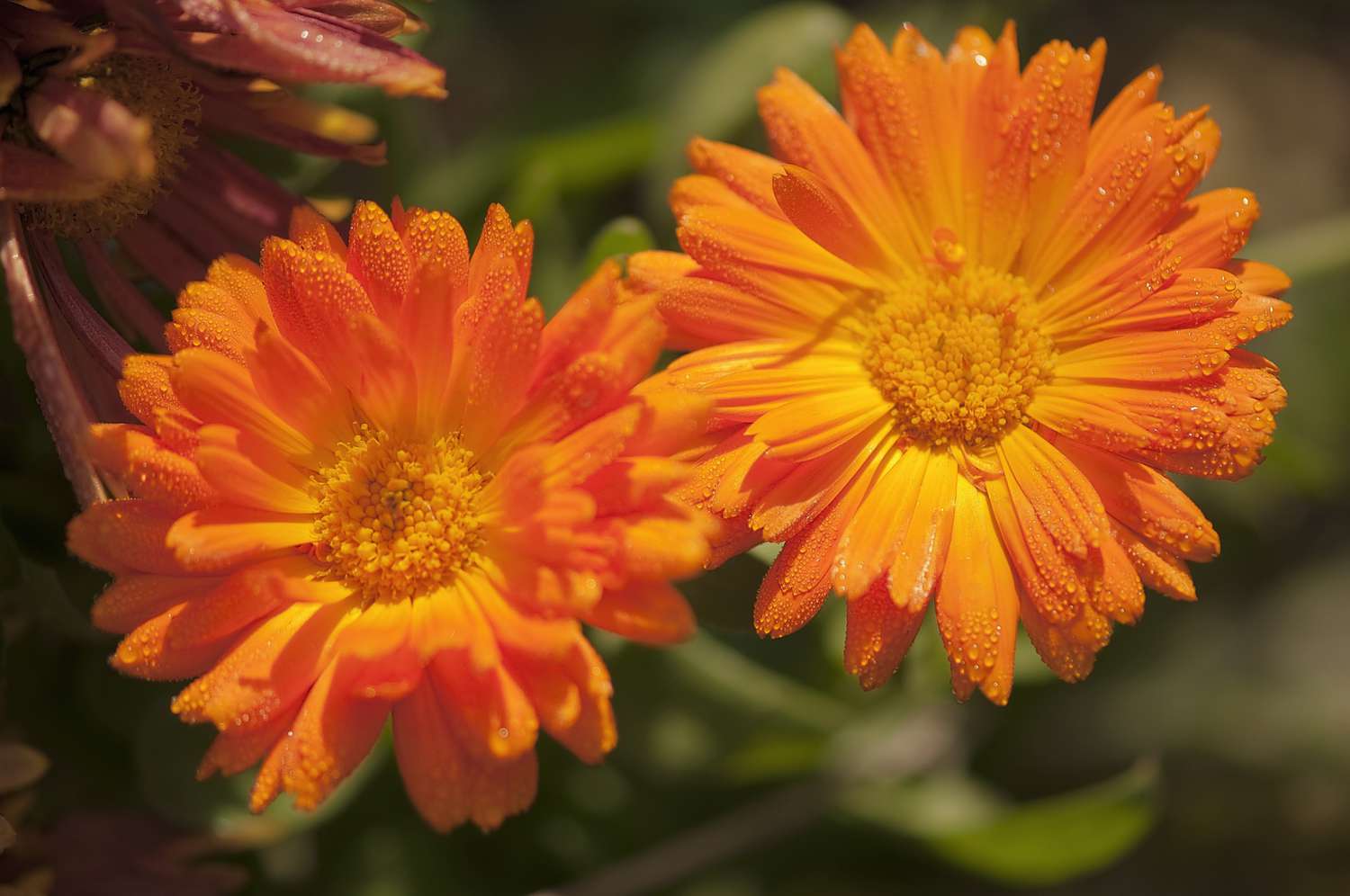 gi-calendula.jpg