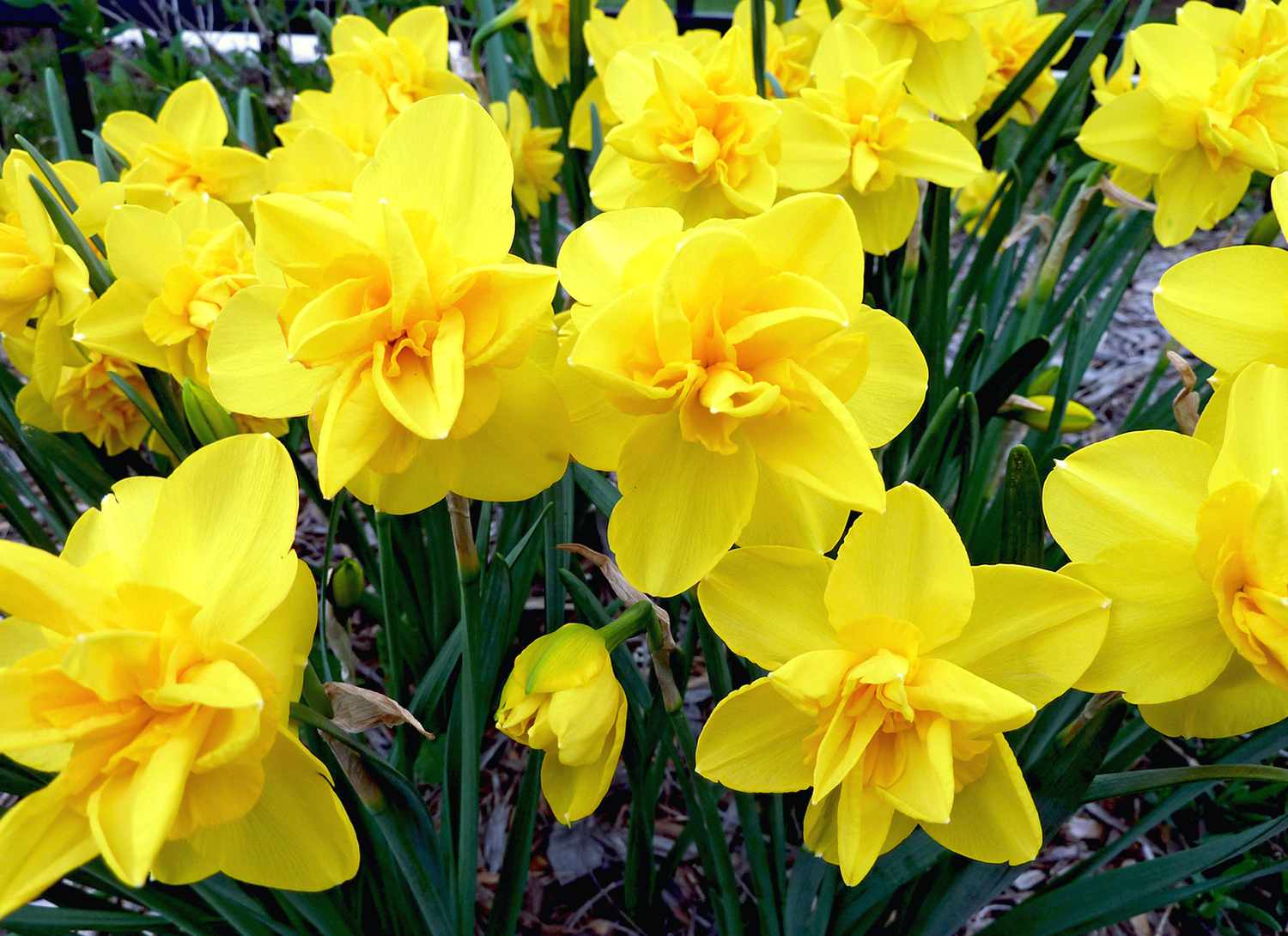 yellow daffodils in a garden