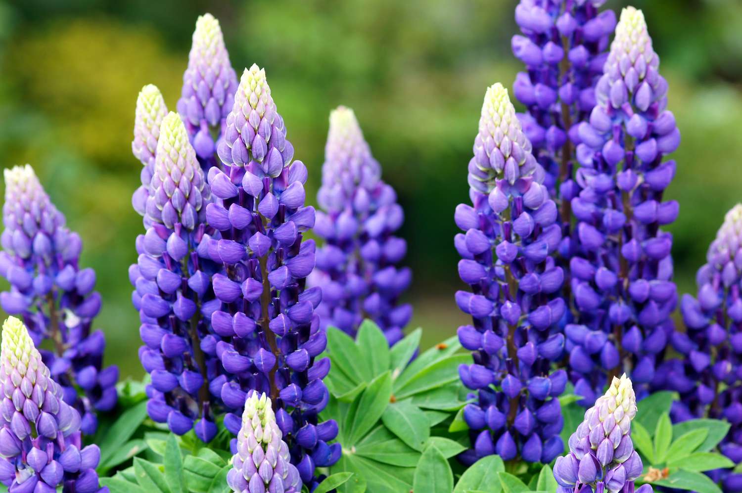 How to Grow Lupine Plants from Seed. Lupines do best when direct seeded.