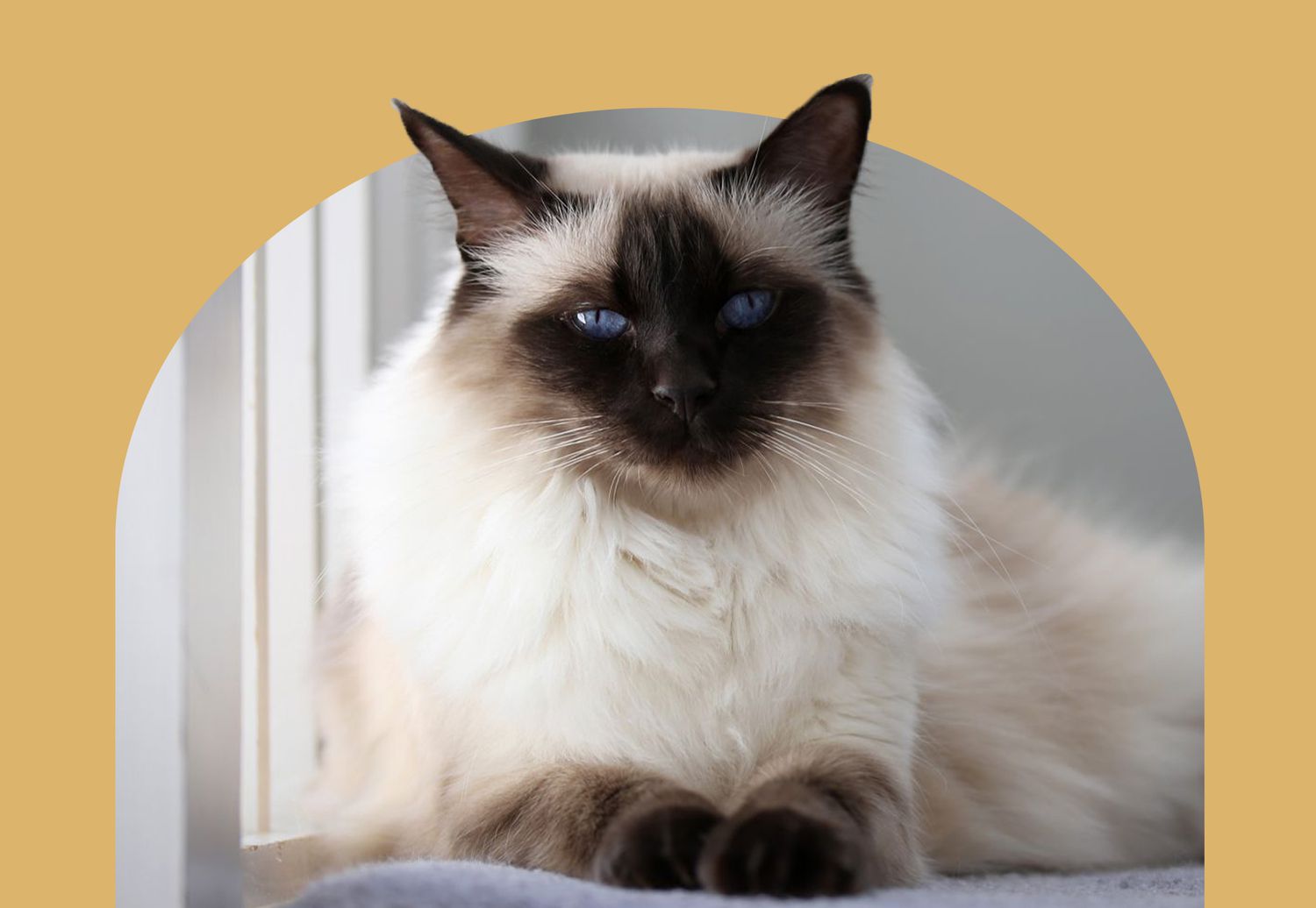 Balinese cat