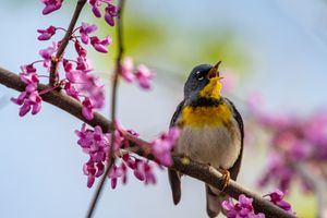 Northern Parula perching on a Redbud trees branch in the spring