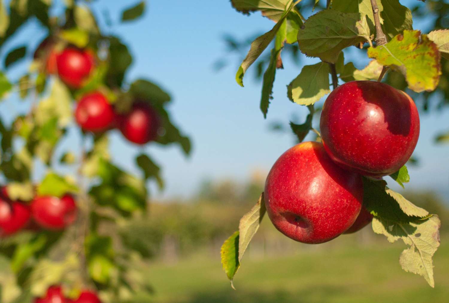 liberty apple tree