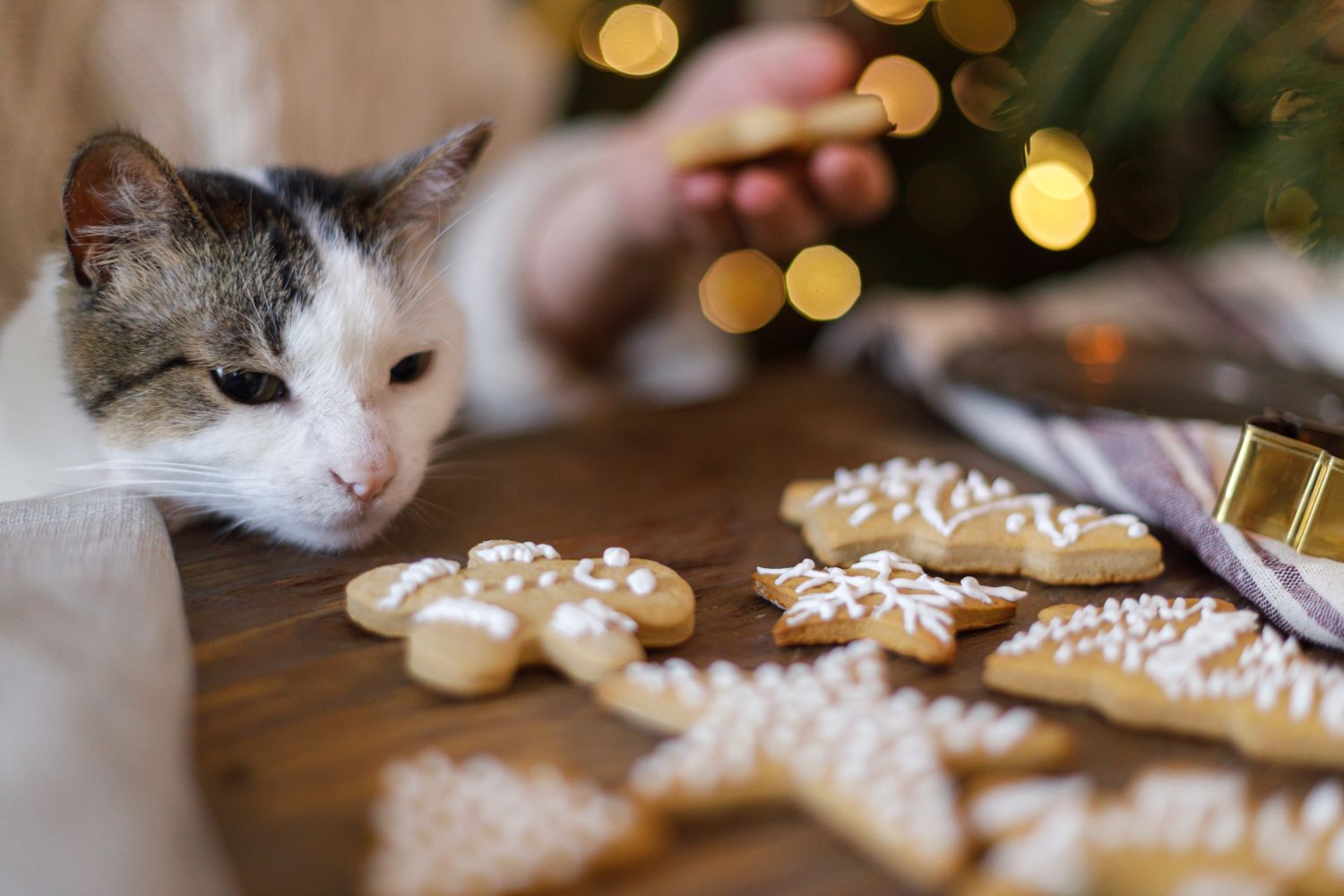 A cat looking at decorated cookies on a wooden table holiday theme