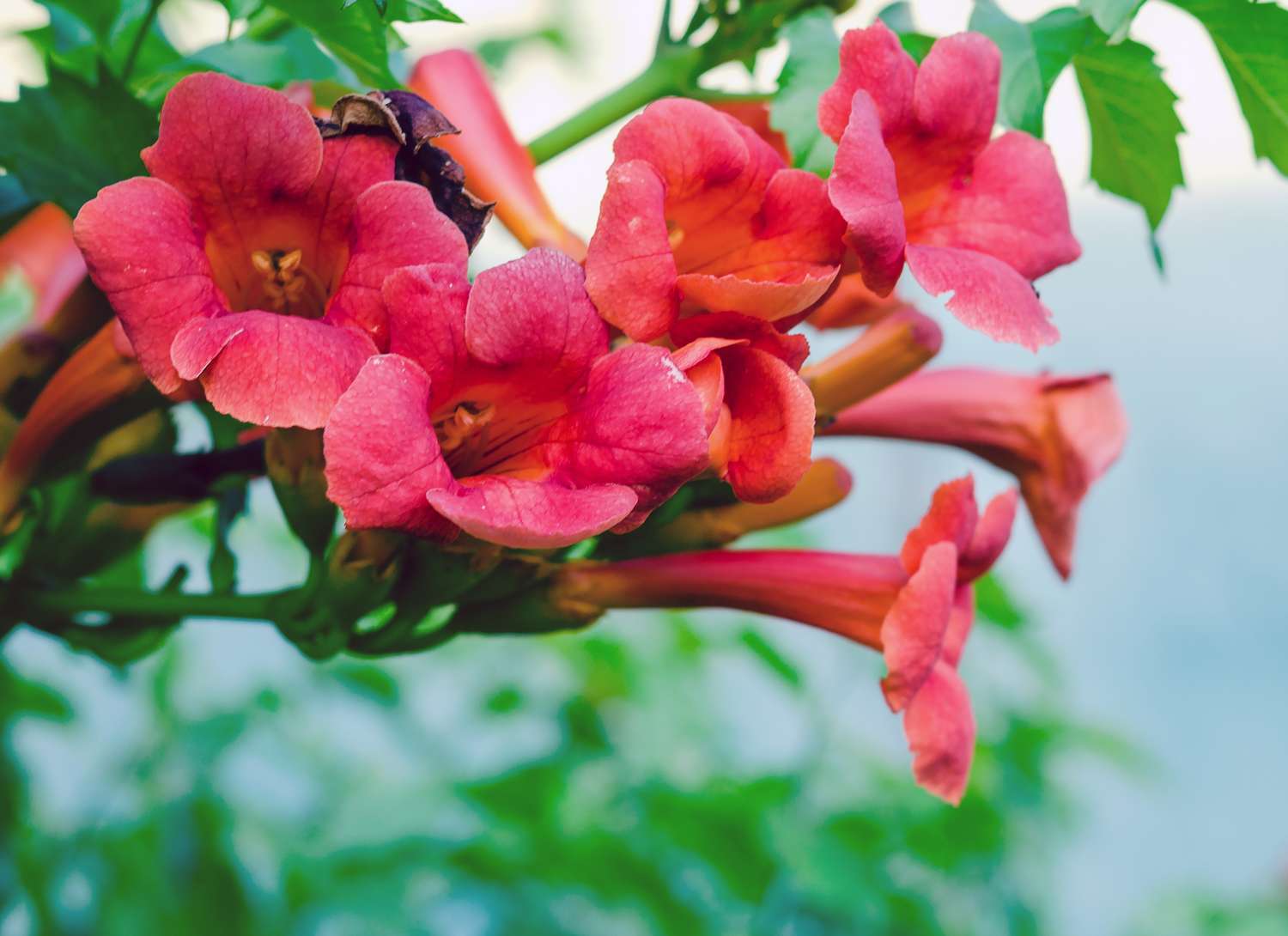 brightly colored trumpet creeper 