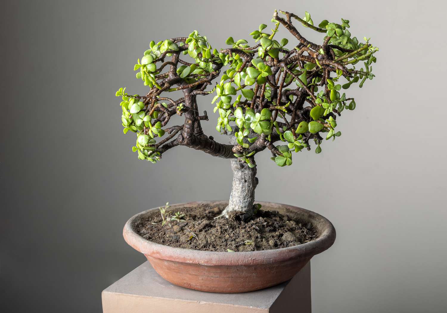 jade plant bonsai
