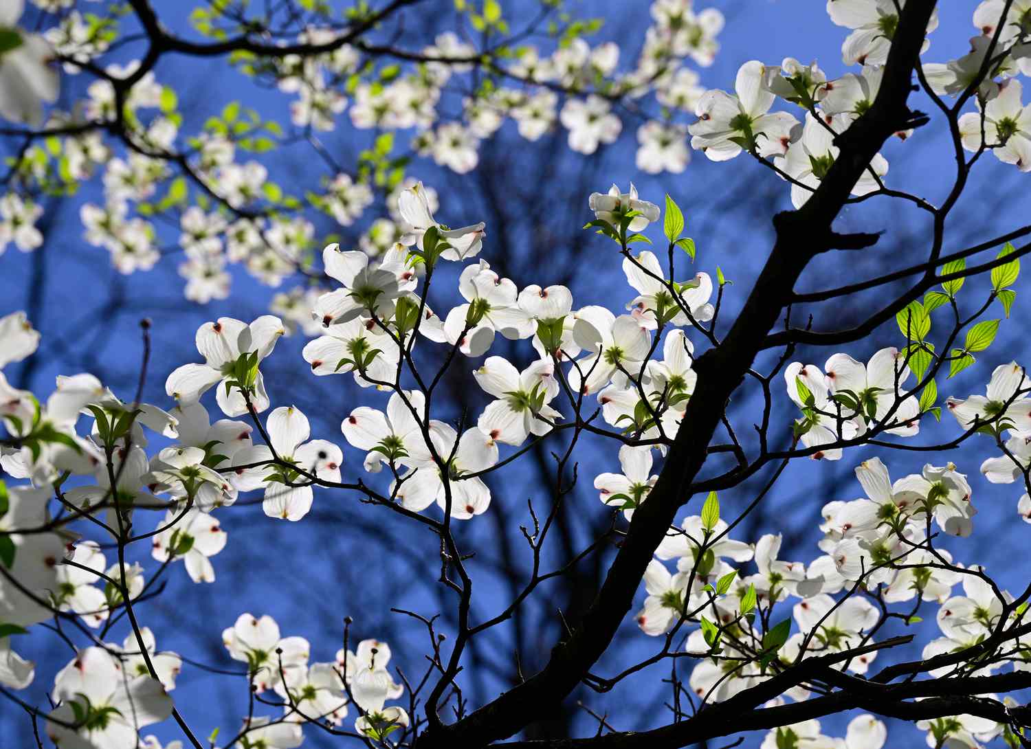 blooming dogwood tree with blue sky