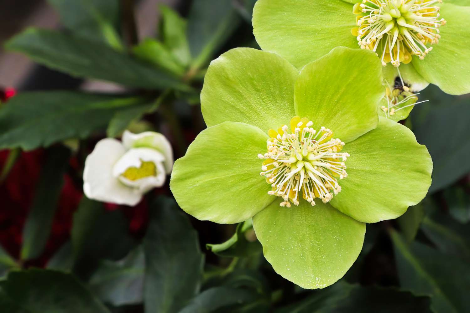 Chartreuse Envy Hellebore
