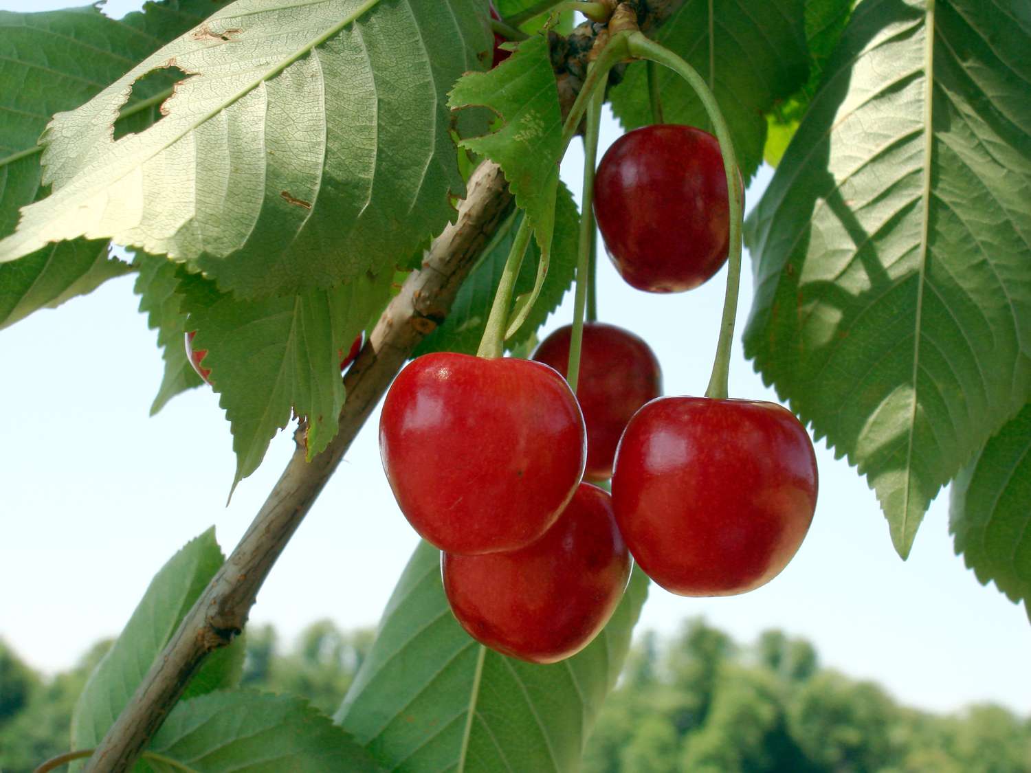 Cherries hanging from one of the trees