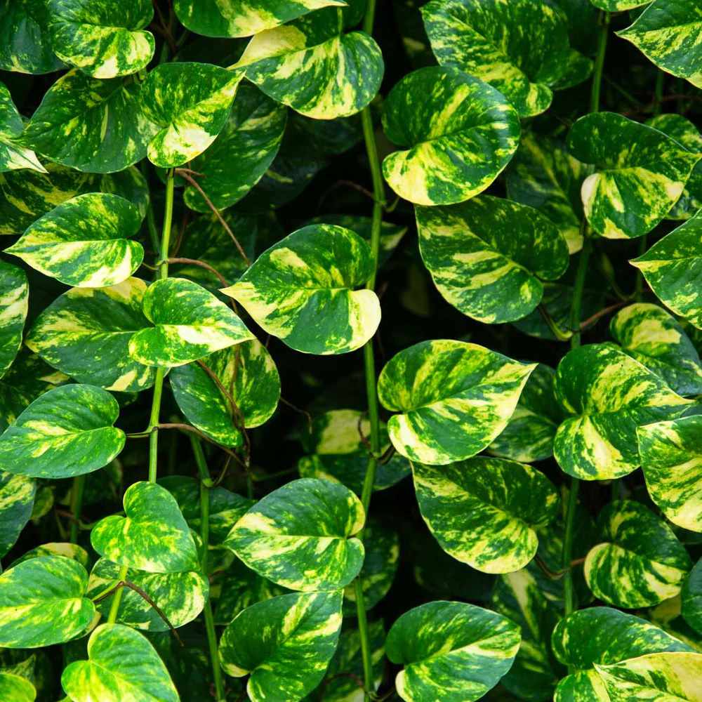 Pothos plant vines. 