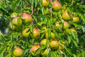Pears growing on a tree branch surrounded by leaves