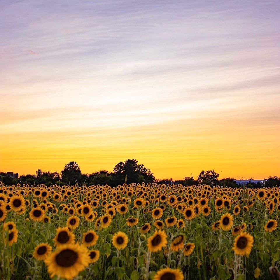 sunflower field sunset