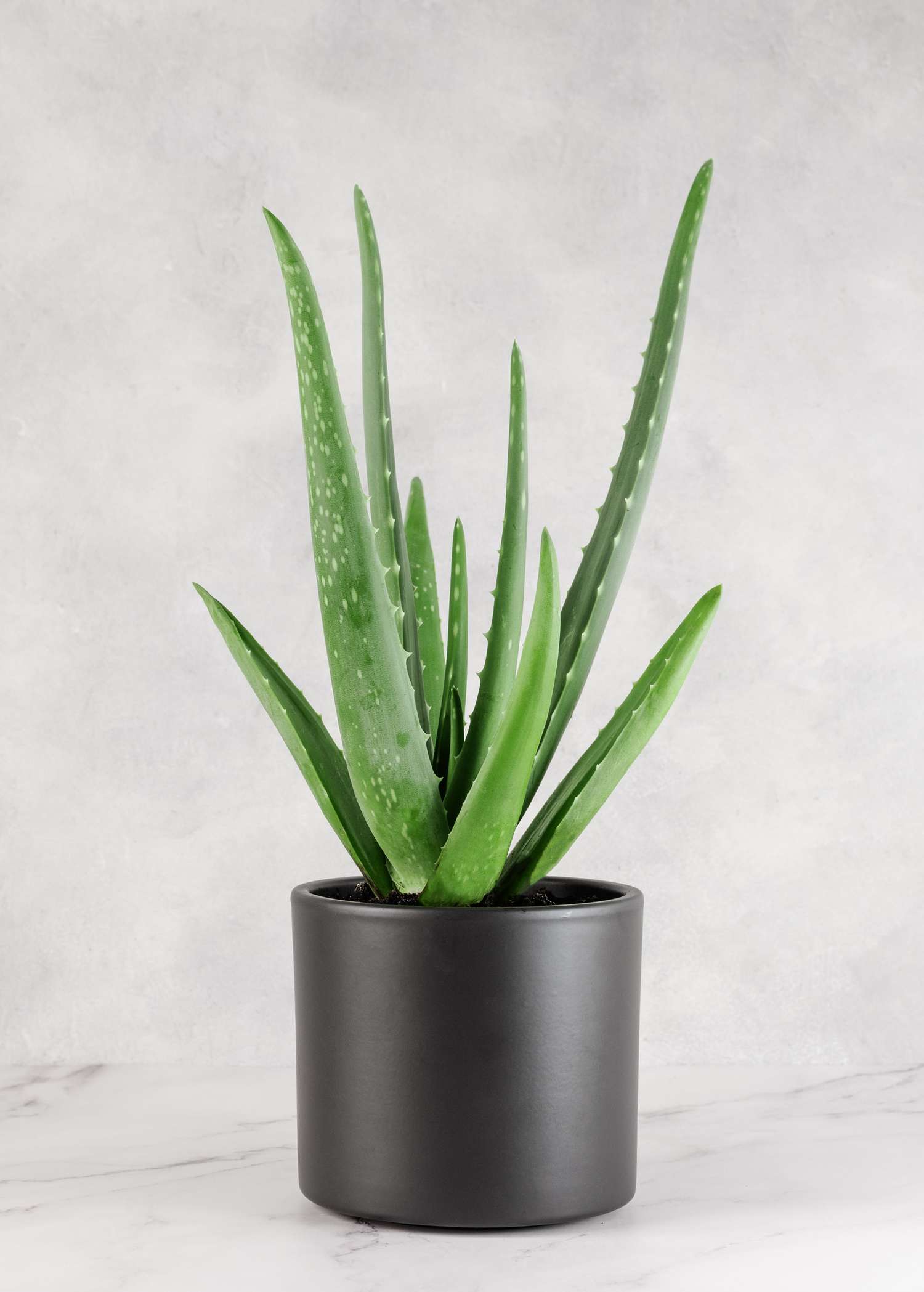 Aloe Vera Plant