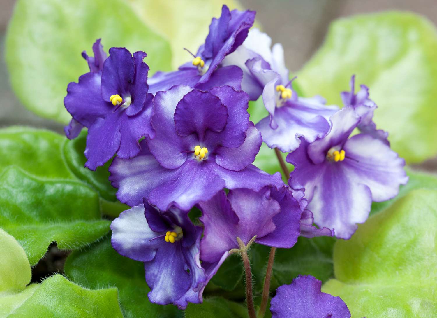 cluster of purple African violet blooms on a plant