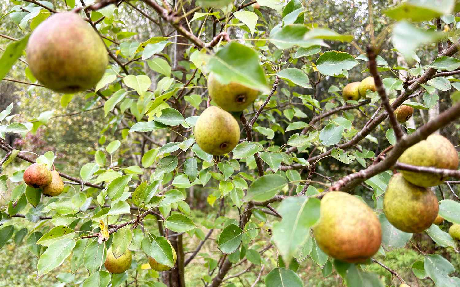 Nova Pear Tree