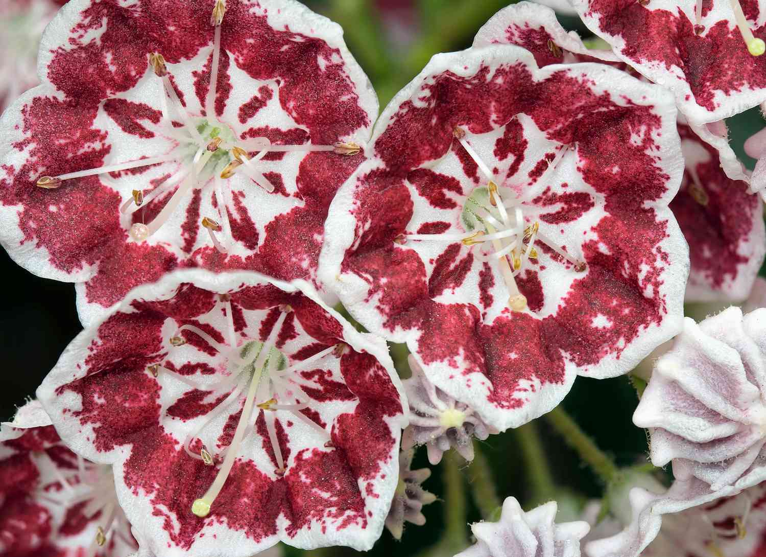 Mountain Laurel with red and white blooms
