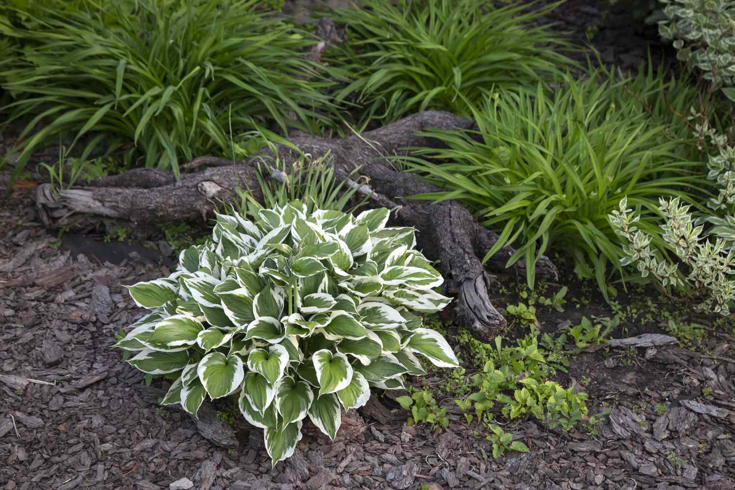 Green leaves and foliage with a hosta plant in a landscaped garden