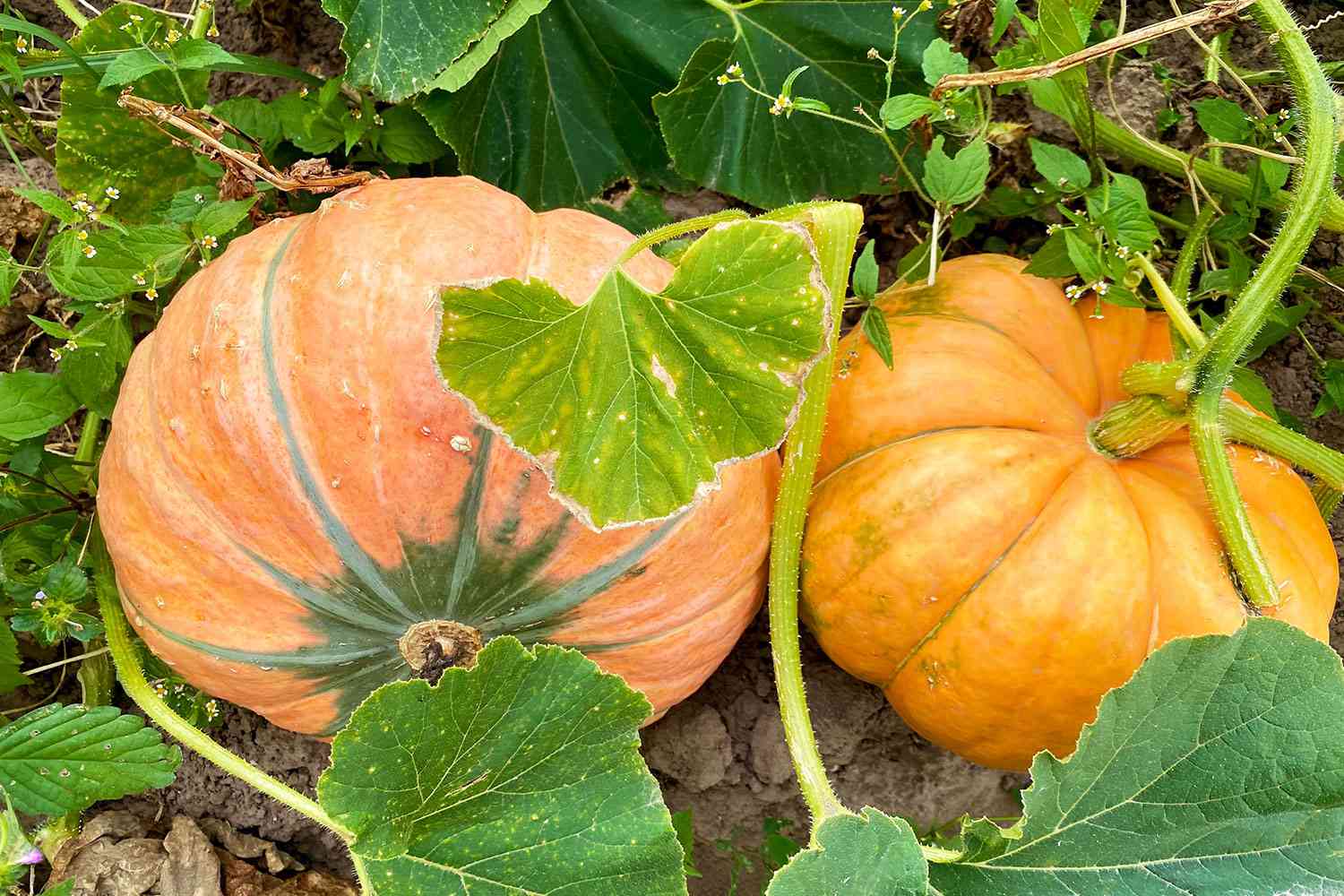 Two pumpkins growing in garden