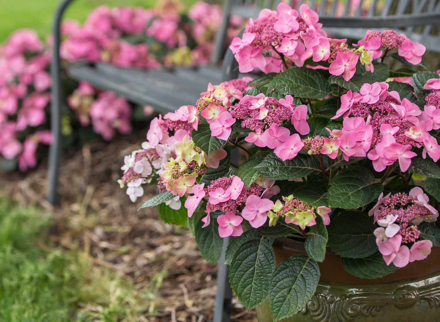hydrangeas growing in pot next to bench