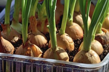 Fresh onions sprouting green stems in soil arranged in a plastic container